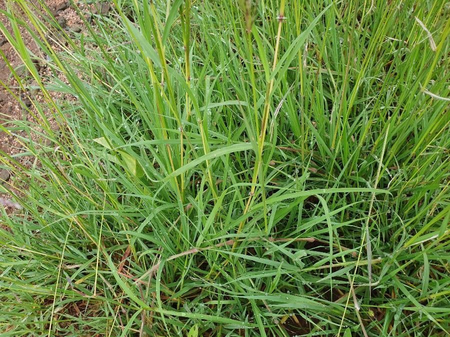 Digitaria macroblephara — houseplant care guide