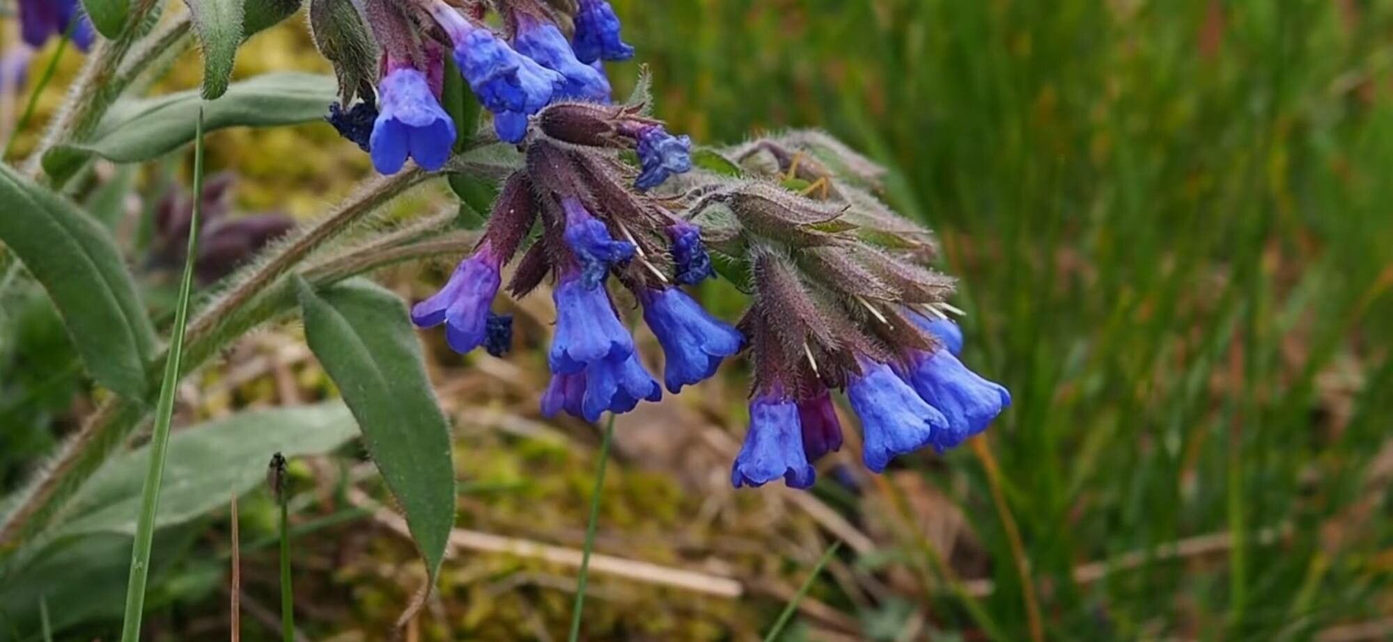 Pulmonaria australis flower
