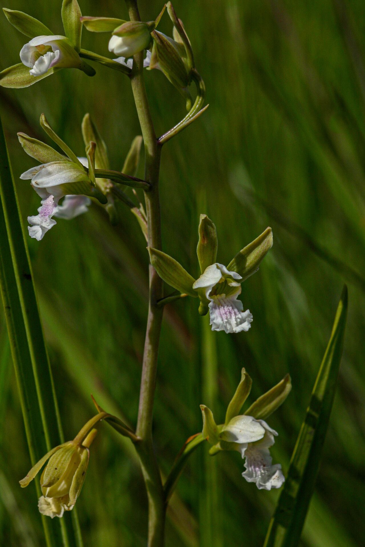 Eulophia tanganyikensis — houseplant care guide