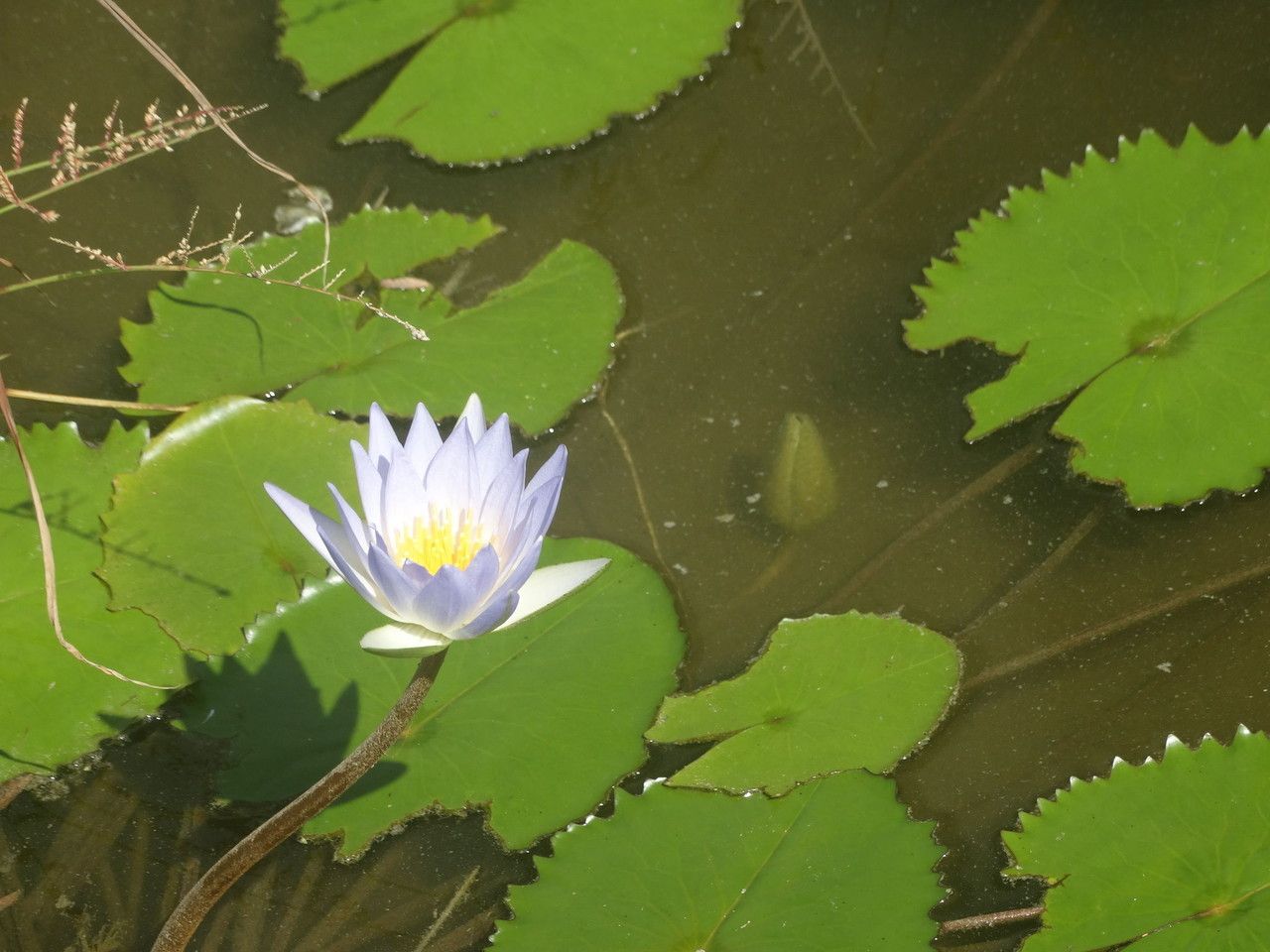 Nymphaea elegans habit