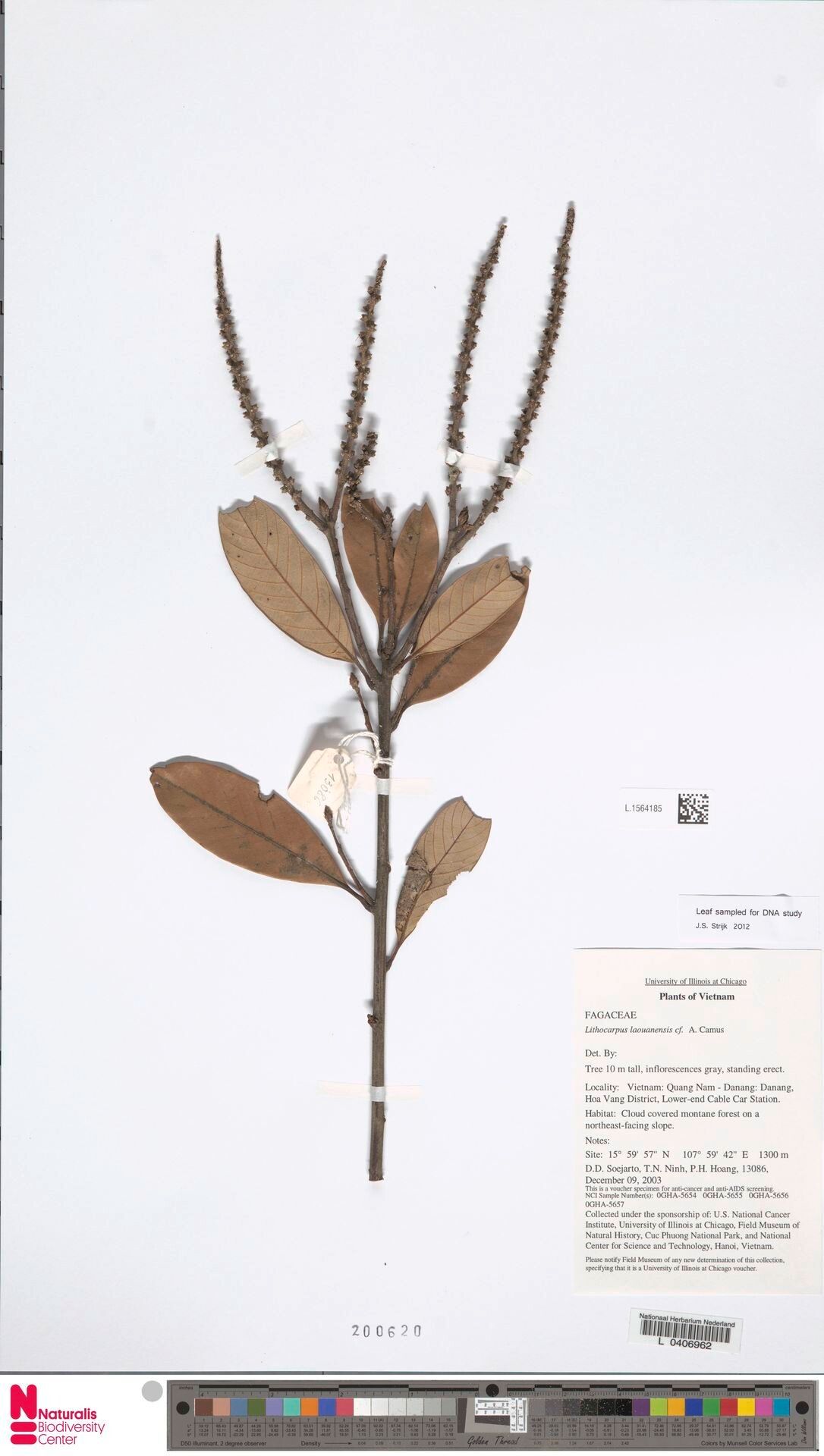 Lithocarpus laouanensis — houseplant care guide