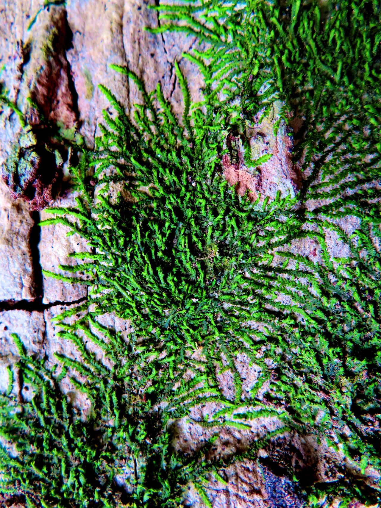 Selaginella banksii habit