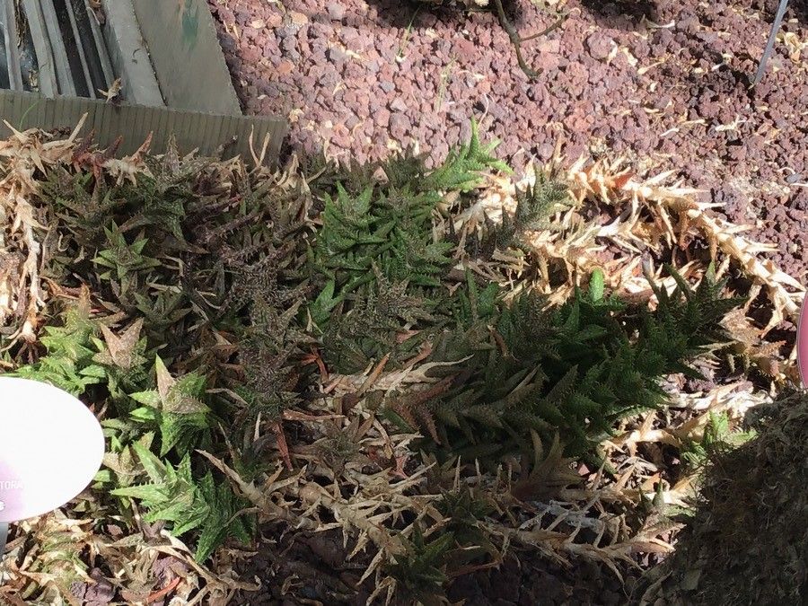 Aloe squarrosa — search result for 'Aloe'