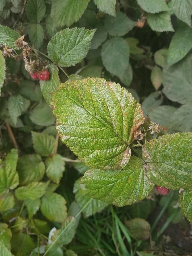 Rubus albiflorus — houseplant care guide