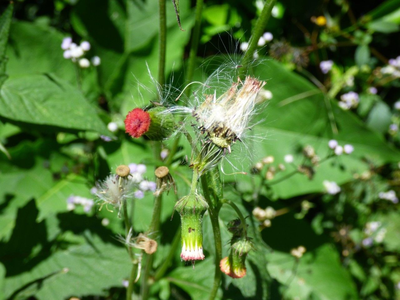 Crassocephalum crepidioides fruit