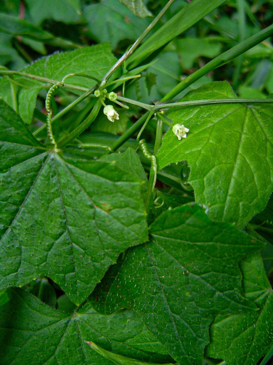 Zehneria minutiflora — houseplant care guide