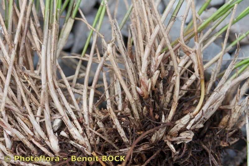 Festuca dimorpha — search result for 'Festuca'