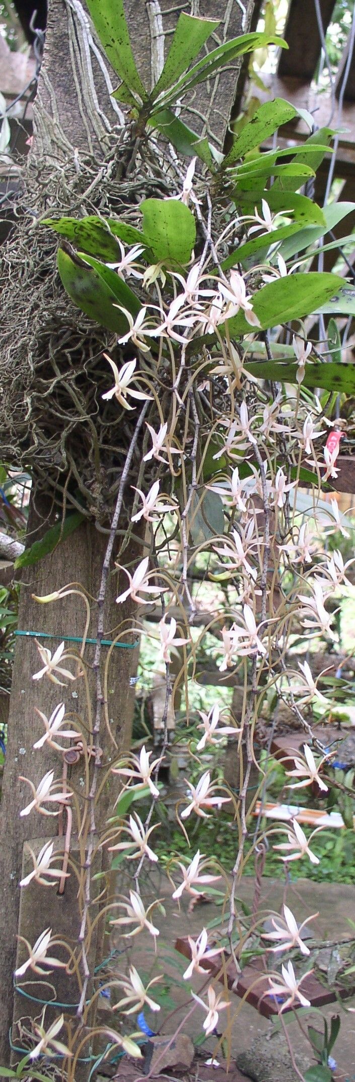 Aerangis collum-cygni habit