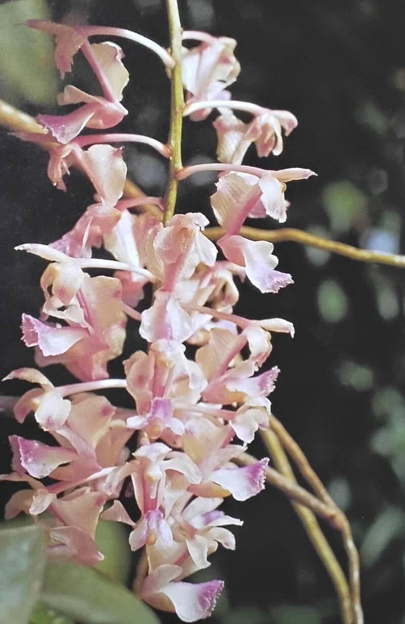 Aerides falcata — related species from the same genus