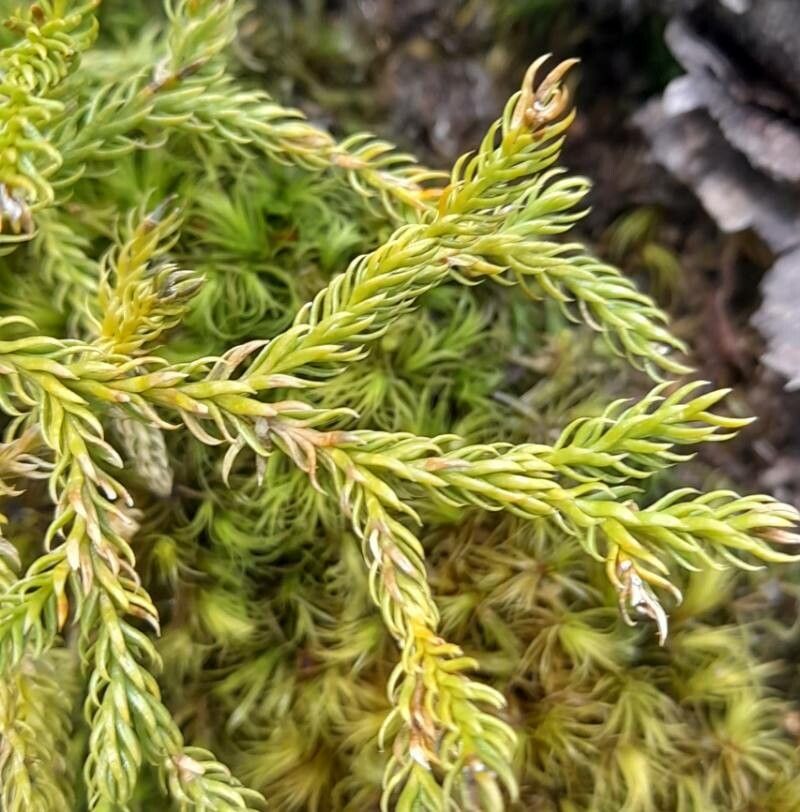 Lycopodium paniculatum leaf
