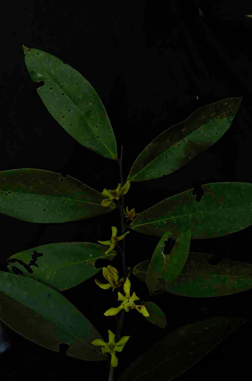 Guatteria blepharophylla flower