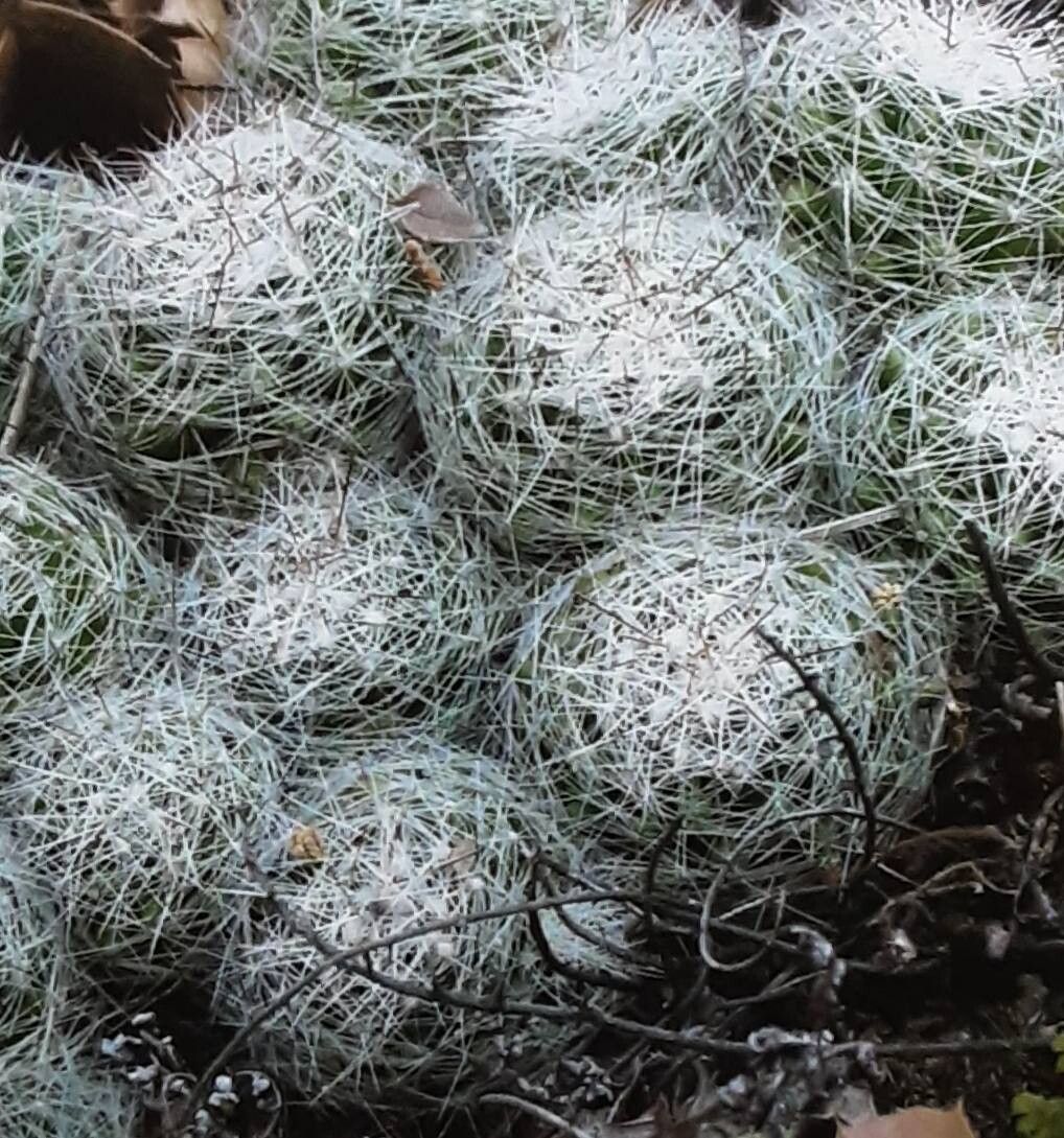 Mammillaria kraehenbuehlii — houseplant care guide