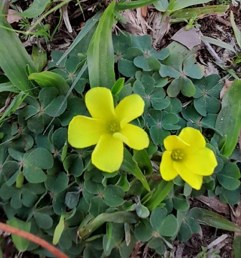 Oxalis sellowiana — houseplant care guide