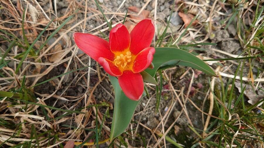 Tulipa kaufmanniana — search result for 'Tulipa'