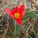 Tulipa kaufmanniana
