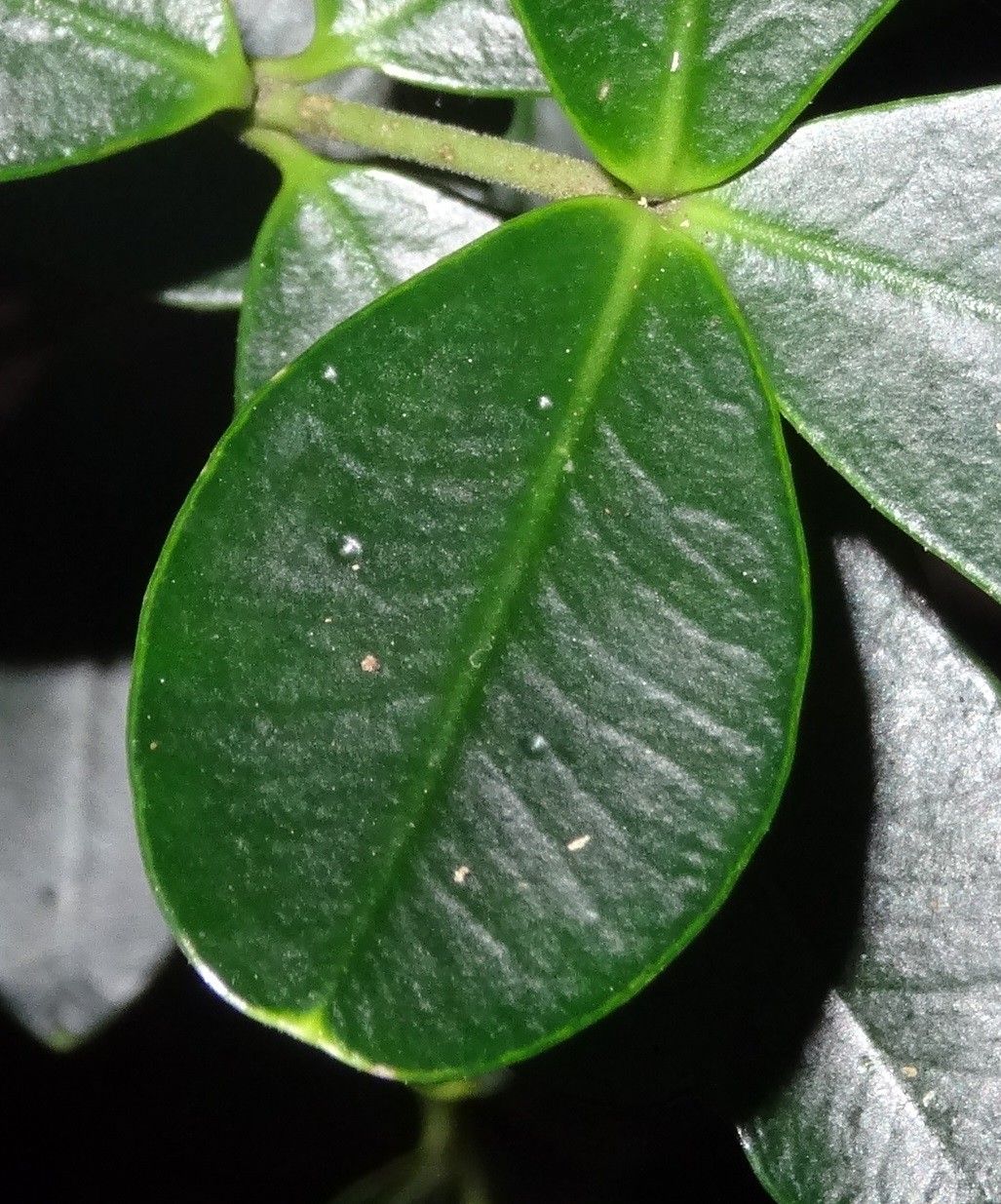 Alyxia tisserantii — houseplant care guide