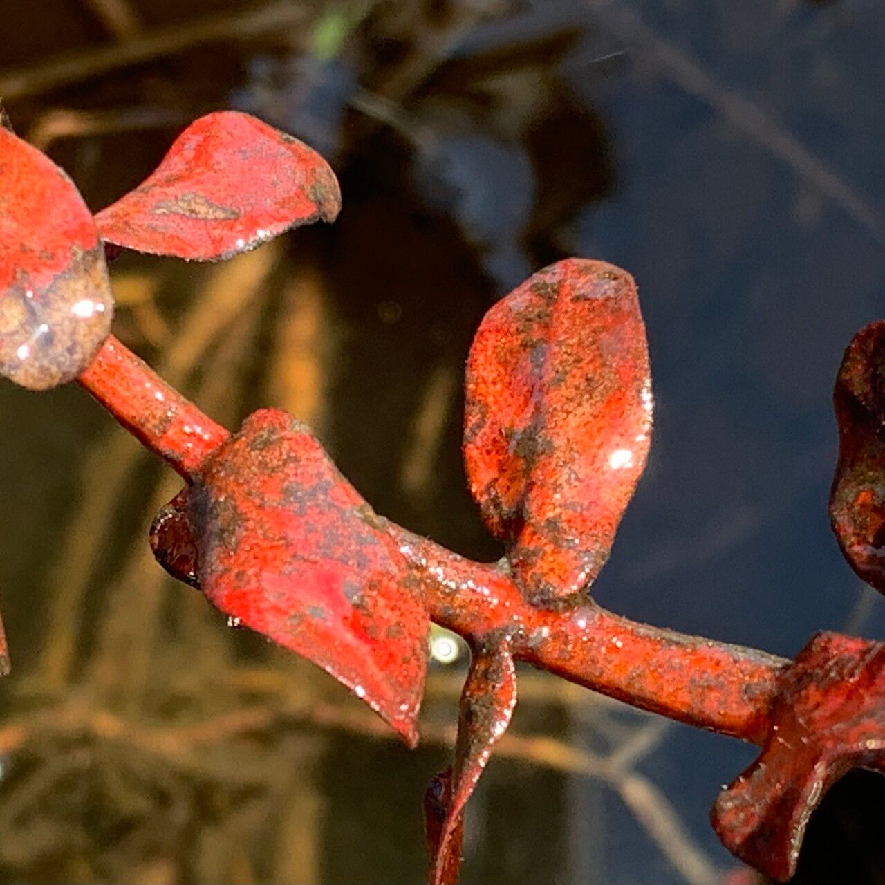 Ammannia crassicaulis — search result for 'Ammannia'