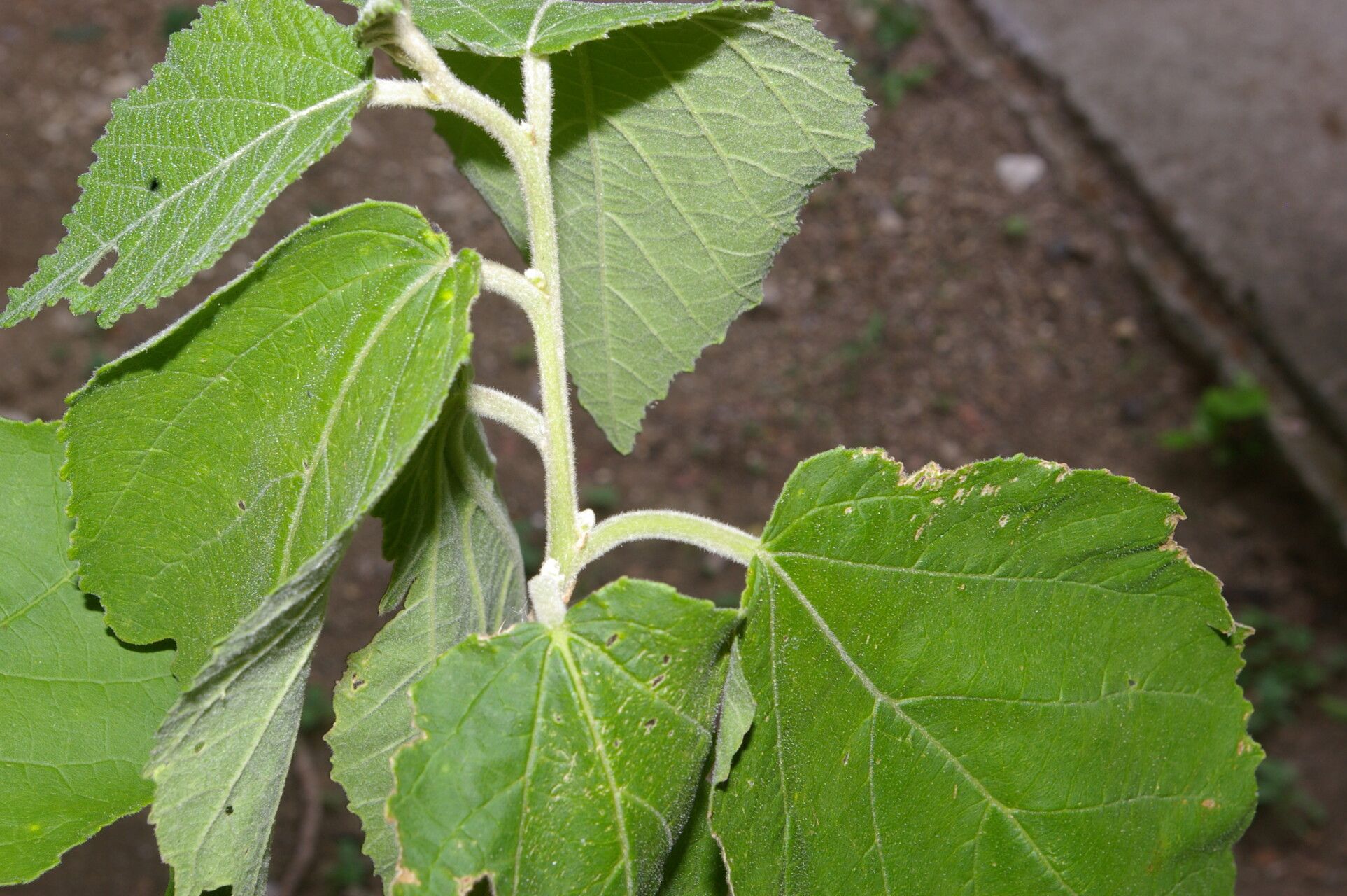 Bernardia nicaraguensis — related species from the same genus