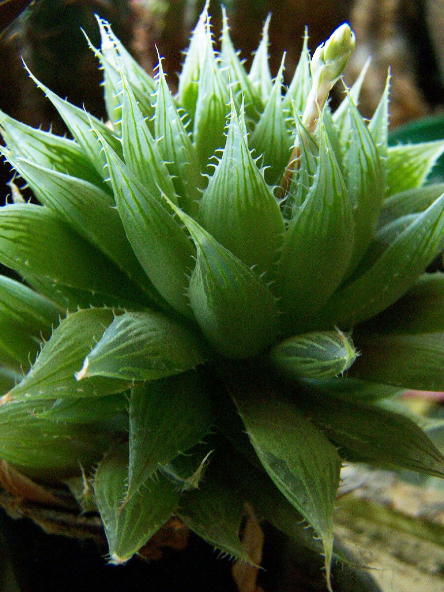 Haworthia cooperi leaf