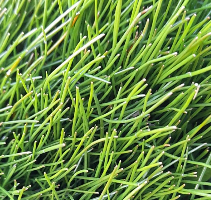 Eleocharis exigua — search result for 'Eleocharis'