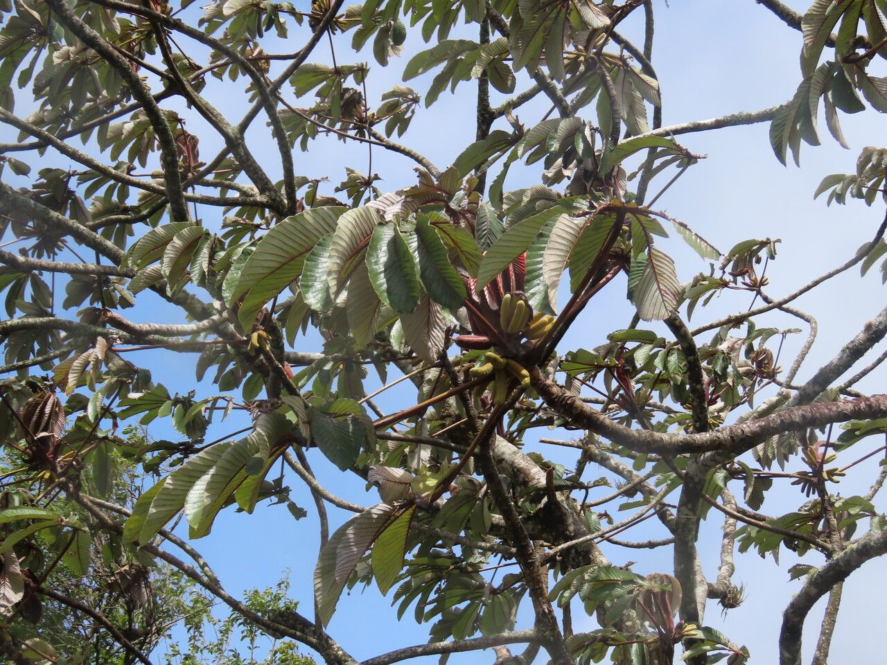 Cecropia insignis leaf