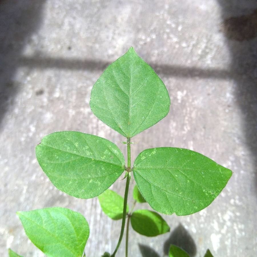 Vigna radiata leaf