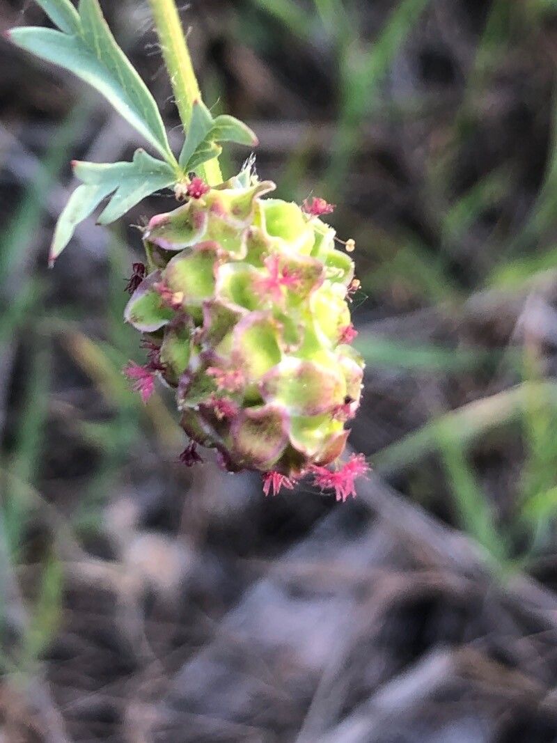 Sanguisorba minor flower