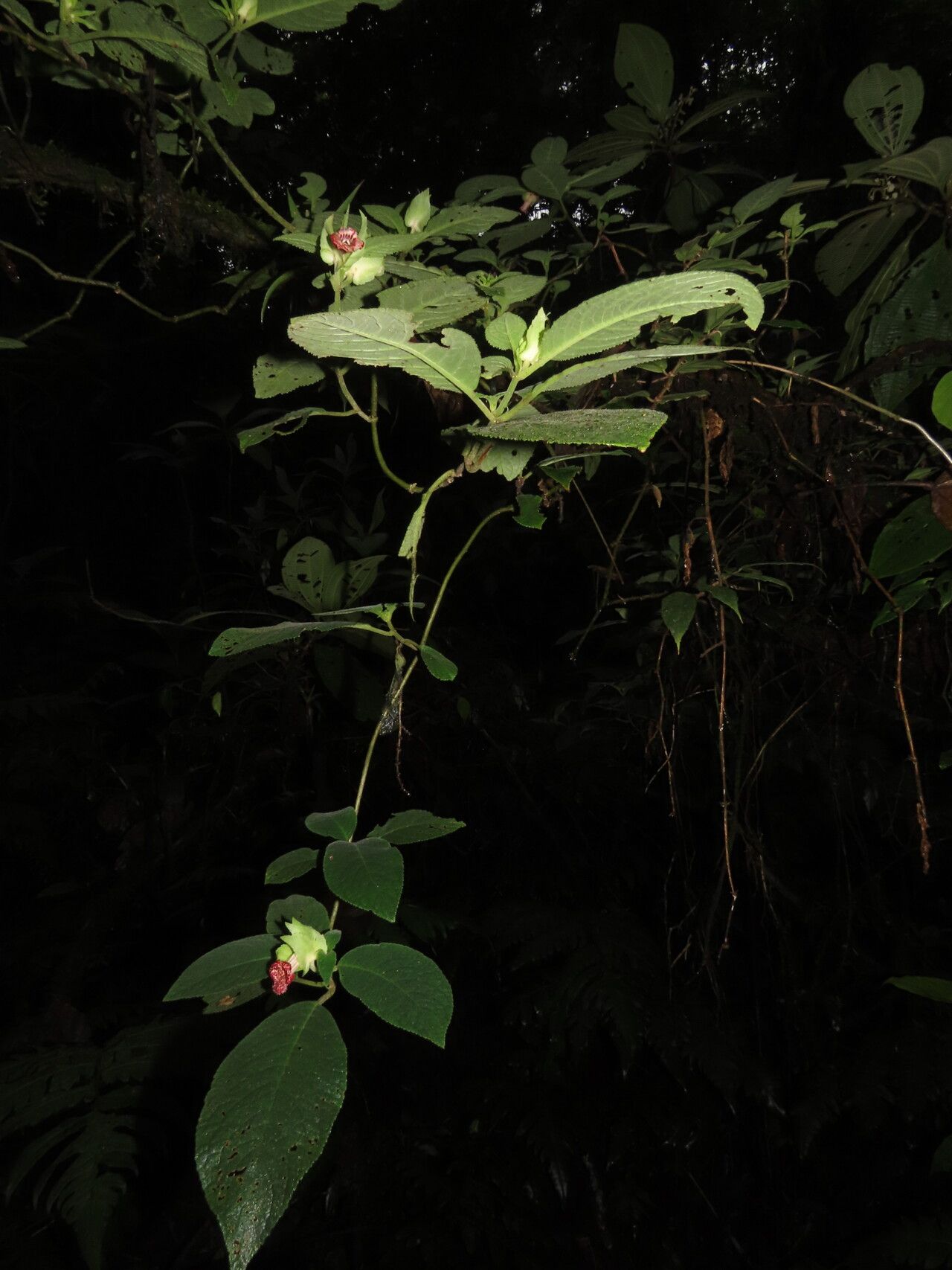 Drymonia tomentulifera — houseplant care guide