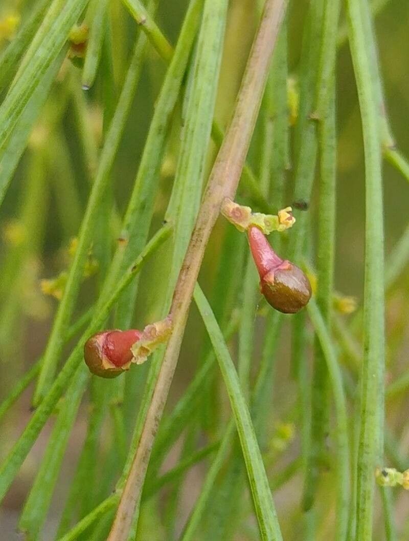 Exocarpos cupressiformis fruit