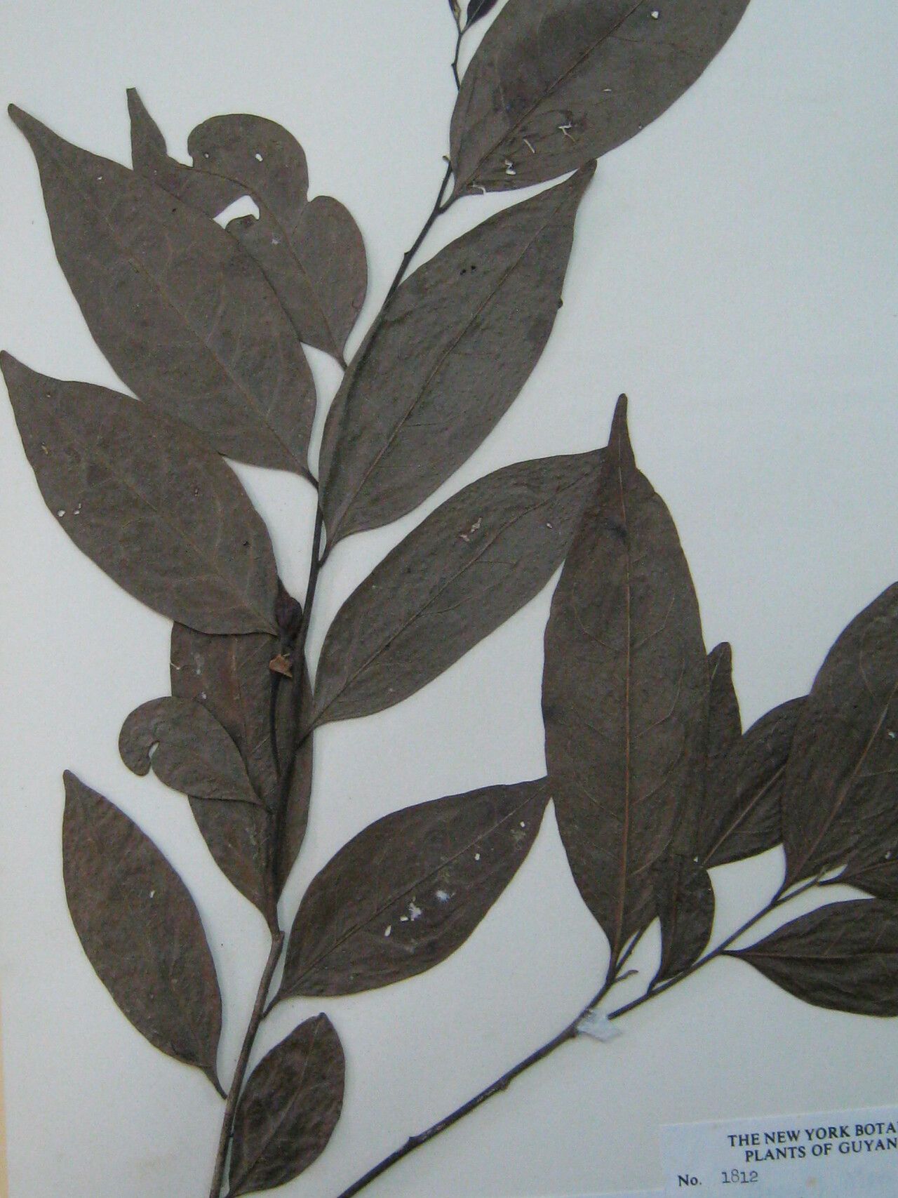 Cardiopetalum surinamense — related species from the same genus