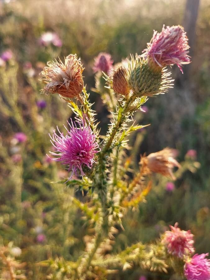 Carduus acanthoides flower
