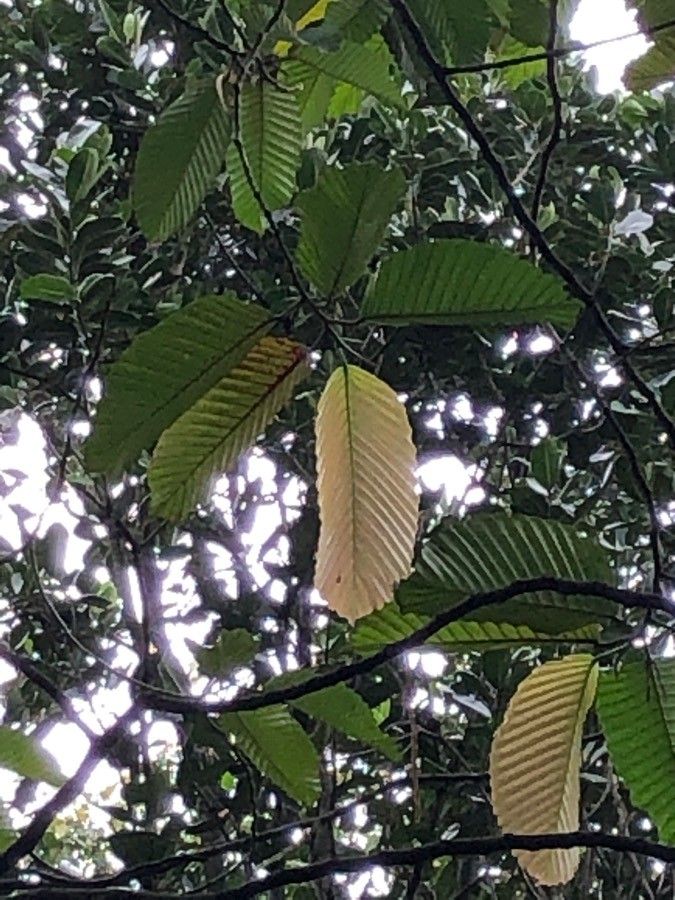 Dipterocarpus costulatus leaf