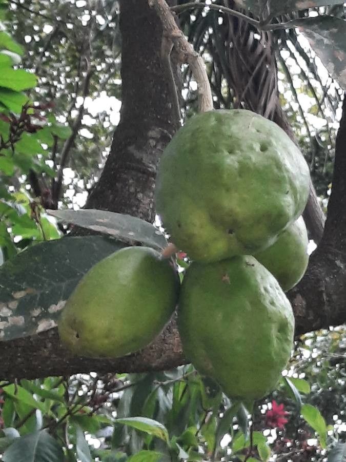 Casimiroa sapota fruit