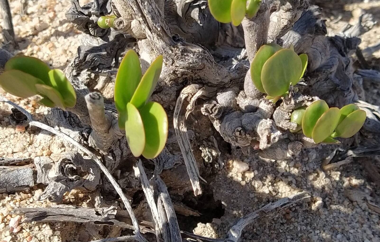 Portulaca granulatostellulata leaf