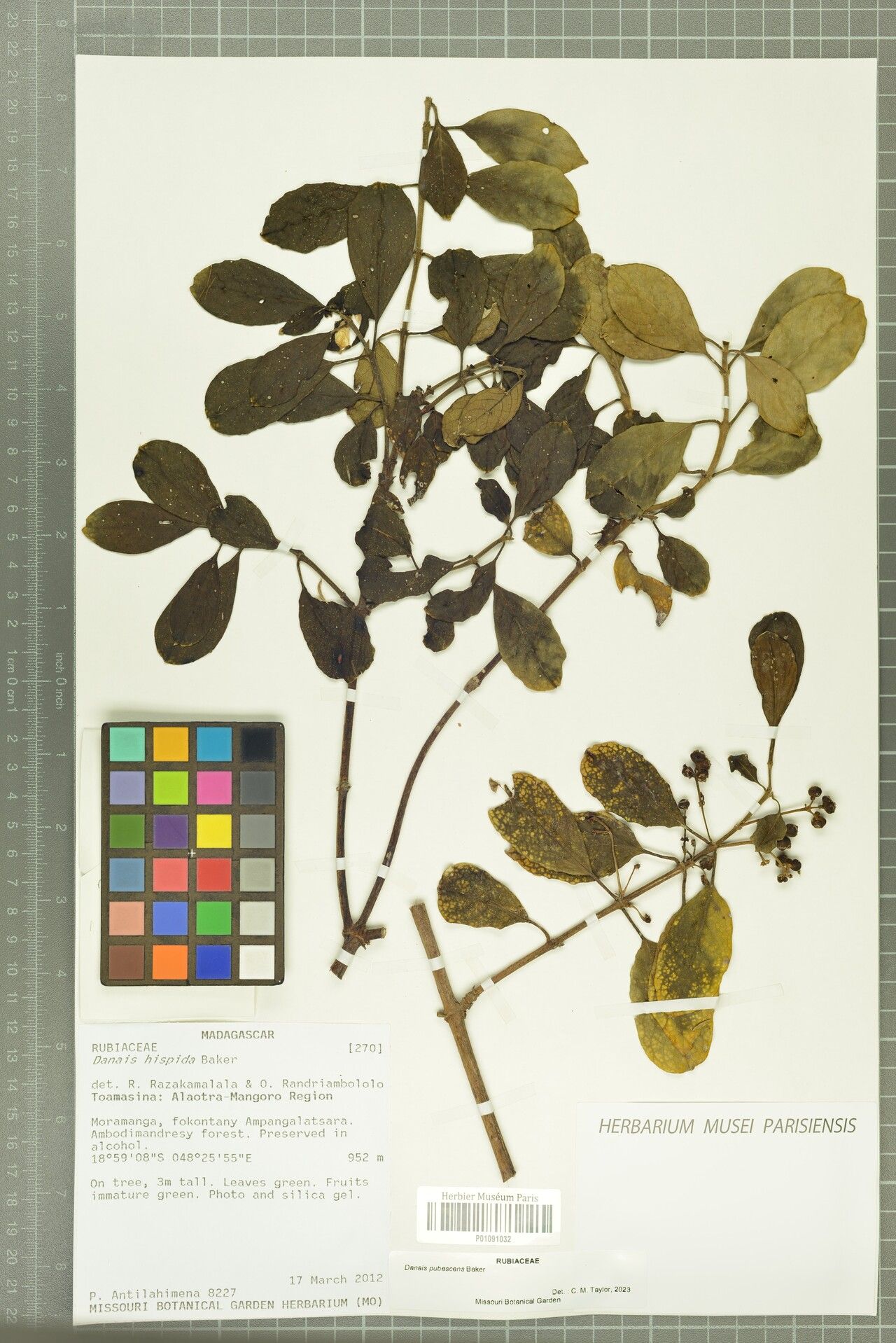 Danais pubescens — houseplant care guide