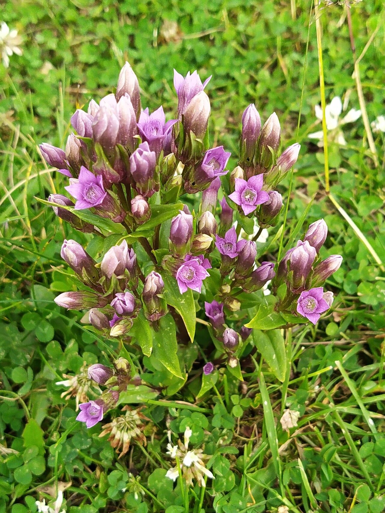 Gentianella rhaetica flower