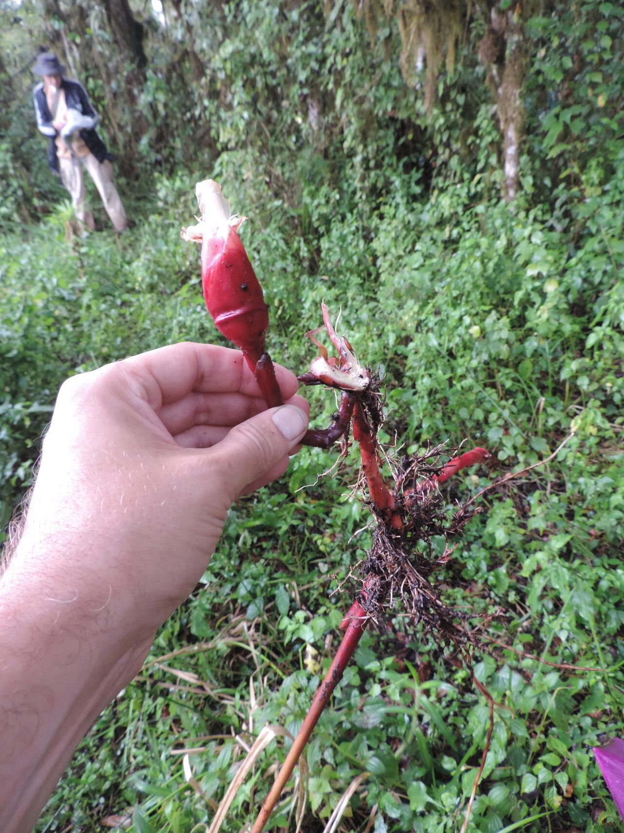 Aframomum wuerthii habit