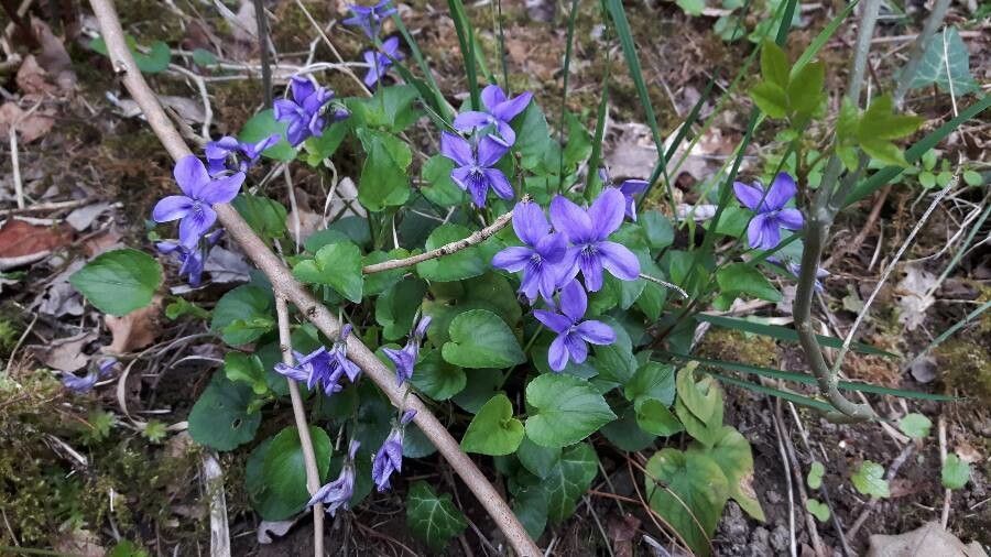 Viola × uechtritziana habit