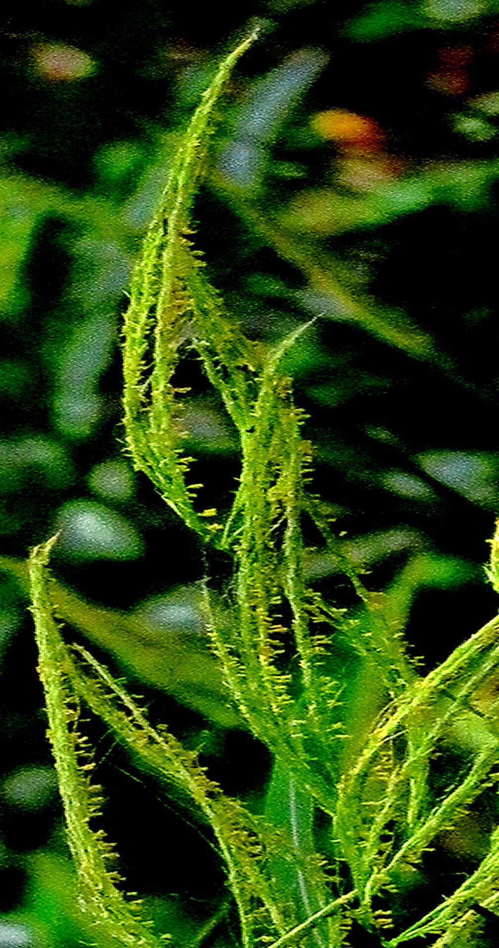 Microstegium nudum — related species from the same genus