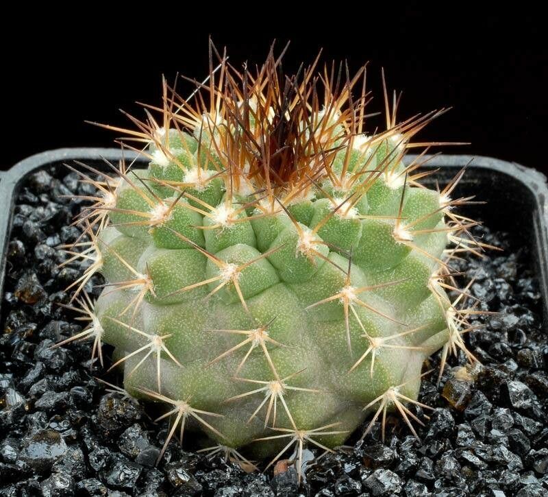 Copiapoa ahremephiana — related species from the same genus