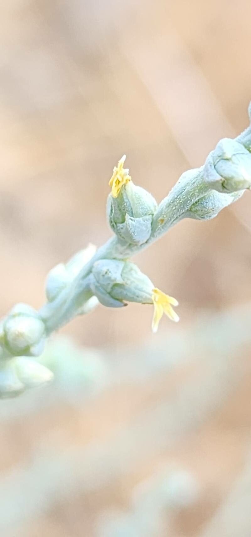 Caroxylon incanescens flower