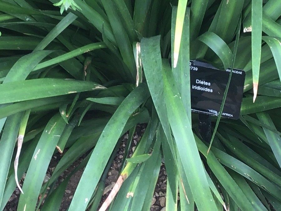 Dietes iridioides — search result for 'Iridaceae'