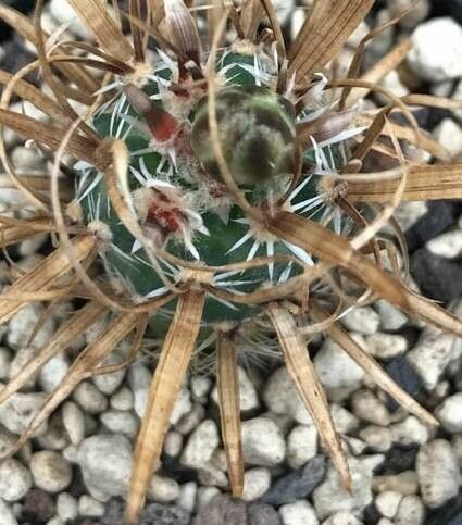 Sclerocactus papyracanthus leaf