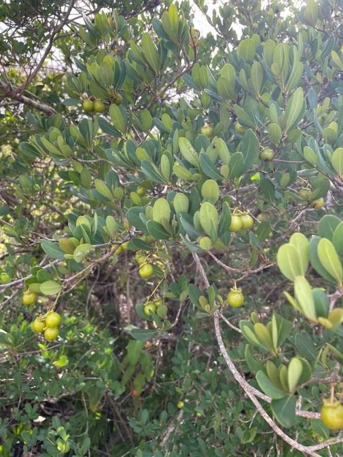 Byrsonima lucida fruit