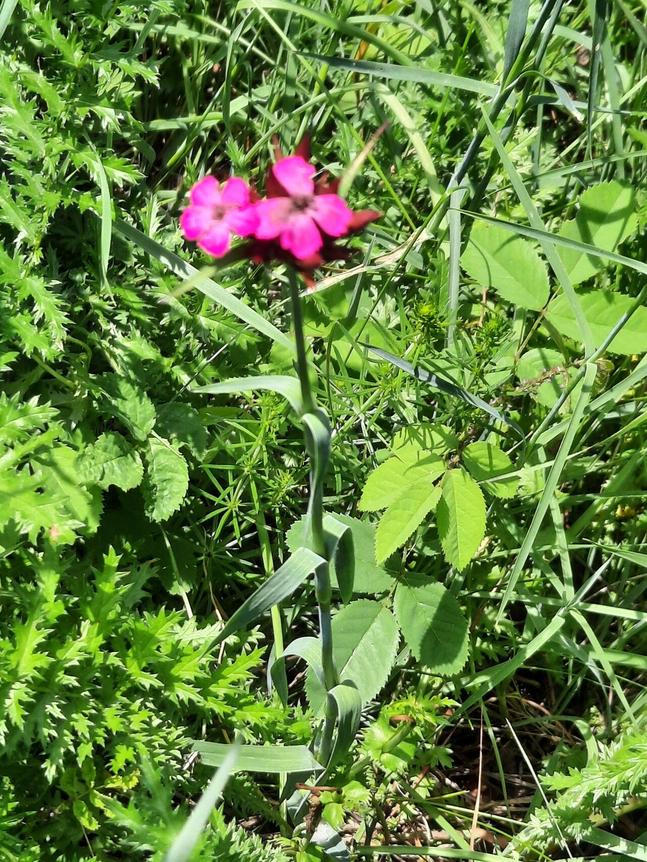 Dianthus giganteus — search result for 'Romania'
