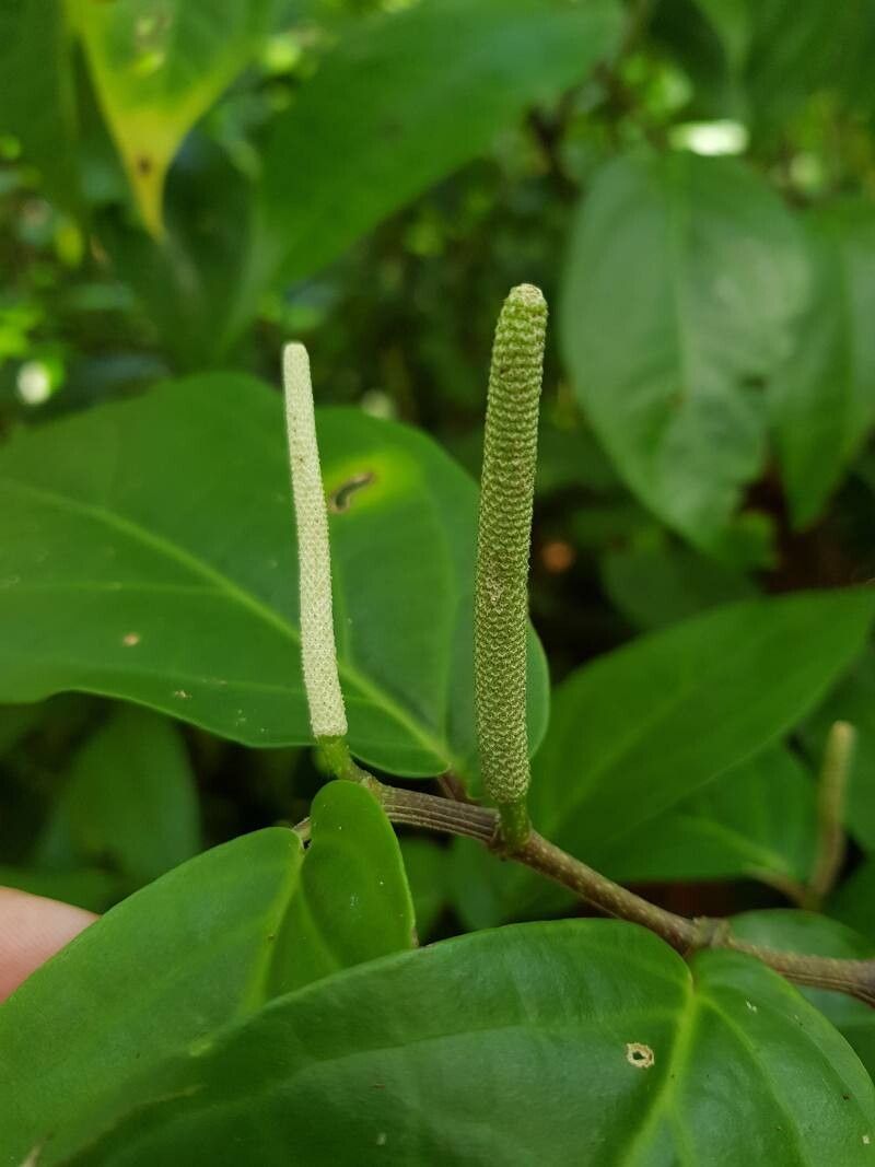 Piper littorale flower