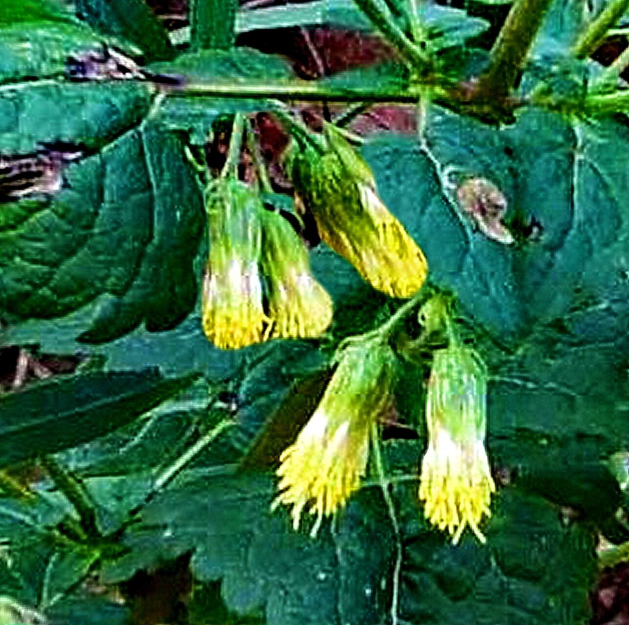 Brickellia grandiflora — houseplant care guide