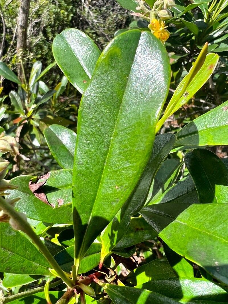 Hibbertia patula leaf
