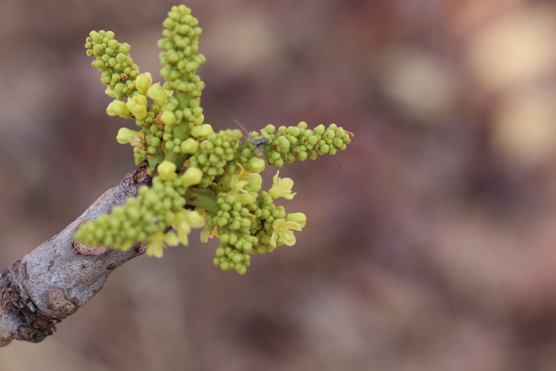 Lannea asymmetrica flower