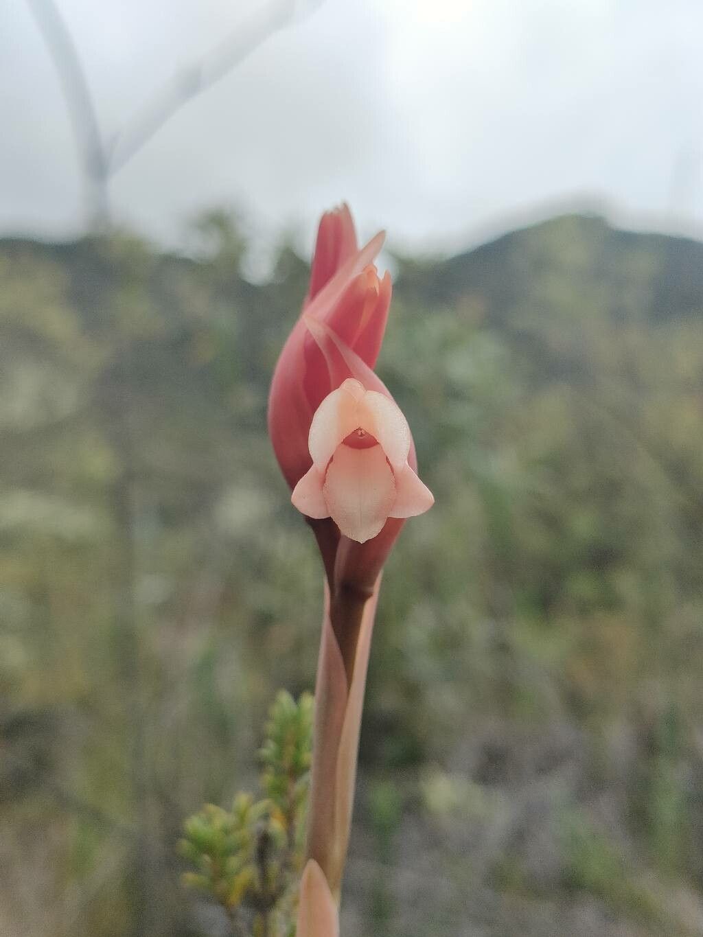 Stenorrhynchos vaginatum flower
